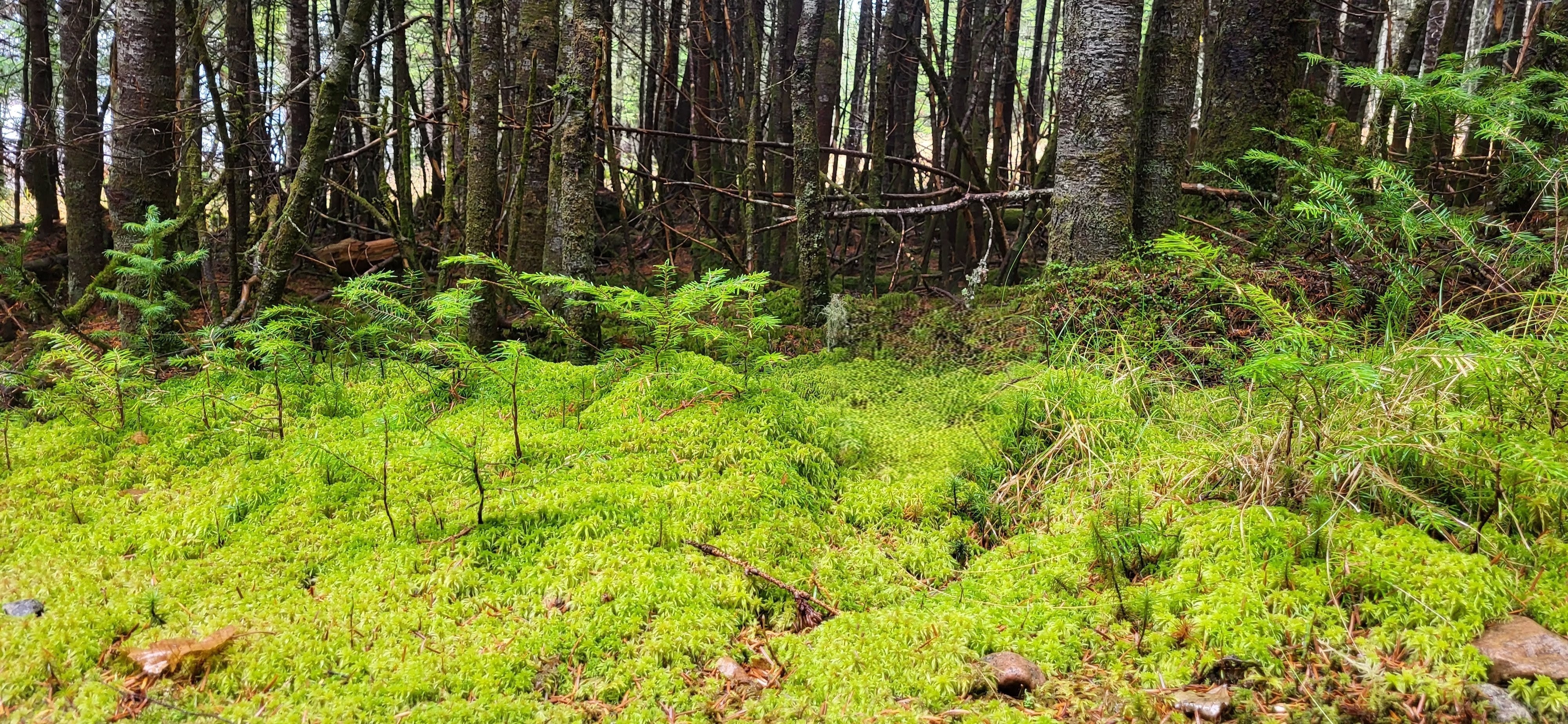 Recentering Through Meditation: The Power of a Simple Pause